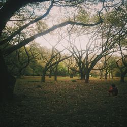 Trees growing in sunlight