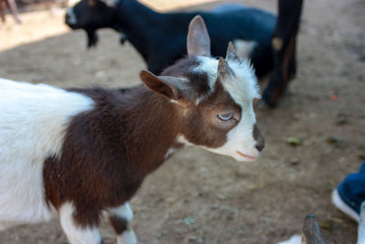 High angle view of goat on field