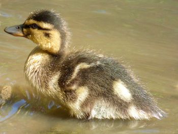 Close-up of duck swimming in lake