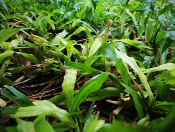 Full frame shot of plants on field