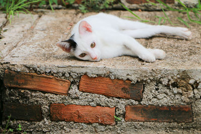 Portrait of white cat on wall