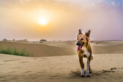 Dog running on beach