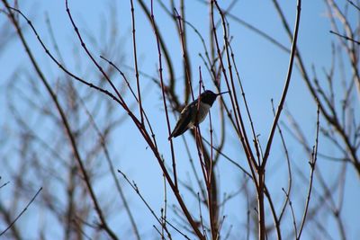 Low angle view of bird perching on tree against sky