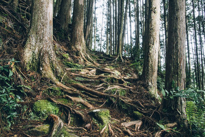 Trees in forest