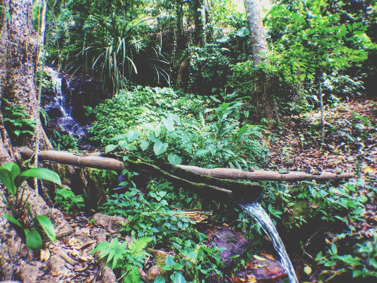 Bamboo water pipe