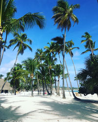 Palm trees on beach against sky