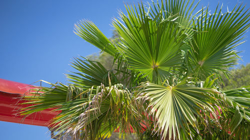 Low angle view of palm tree against blue sky