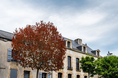 Beautiful red prunus tree in the village of rochefort-en-terre in brittany