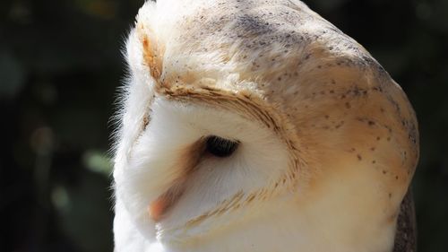 Close-up of a bird