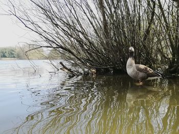 Birds in a lake