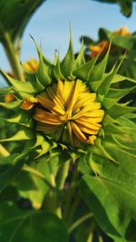 Close-up of yellow flowering plant