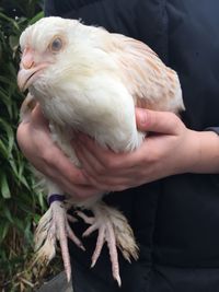 Close-up of man holding bird