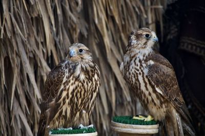 Close-up of birds perching on wood