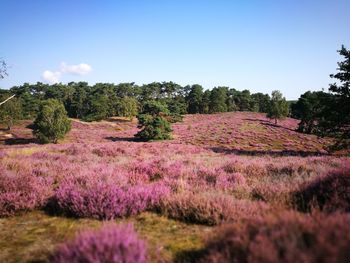 Purple flowering plants on field against sky