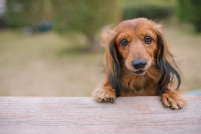 Close-up portrait of dog