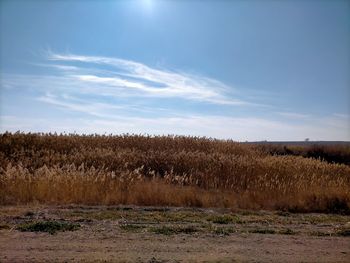 Scenic view of field against sky