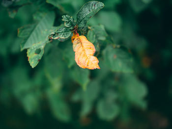 Close-up of orange leaves on plant during autumn