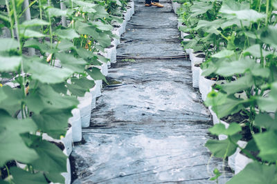 Close-up of plants growing on footpath