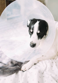 Sick labrador dog with elizabethan collar cone after surgical intervention lying in bed