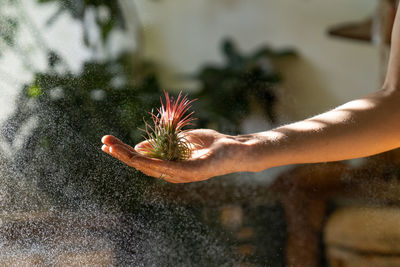 Close up of woman florist holding in her wet hand and spraying air plant tillandsia at garden home