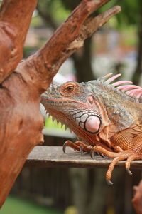 Close-up of iguana