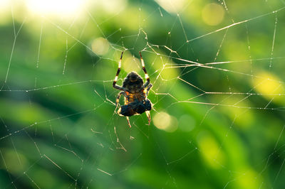 Close-up of spider on web.