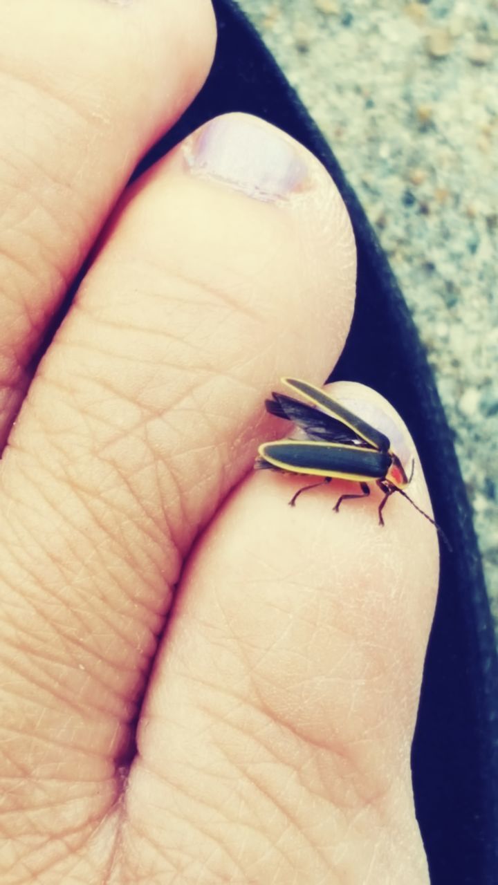 CLOSE-UP OF A CROPPED HAND FEEDING ON LEAF