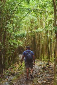 Rear view of man walking in forest