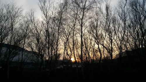 Silhouette of bare trees at sunset