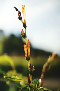 Close-up of flower blooming outdoors