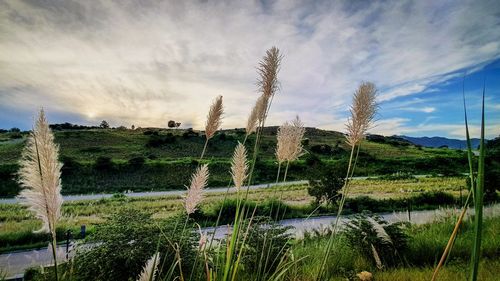 Scenic view of field against sky