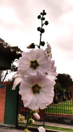 Close-up of flowering plant