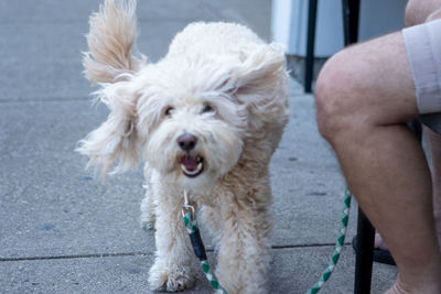 Portrait of dog on footpath