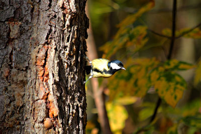 Close-up of a bird on tree trunk