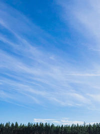 Low angle view of trees against sky