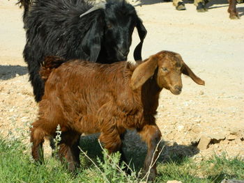 Goats walking on dirt road by plants during sunny day