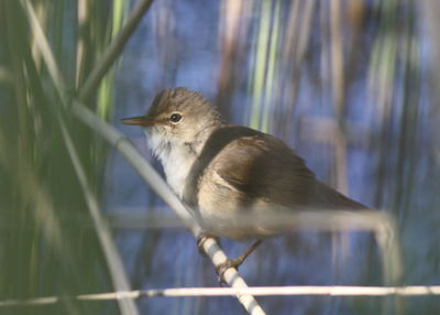 Close-up of bird perching on railing