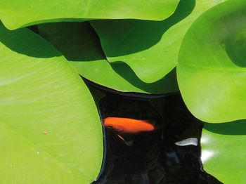 Close-up of leaf floating on water