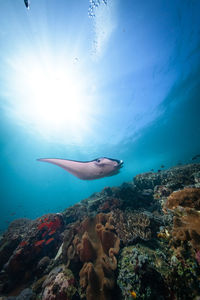 Fish swimming in sea