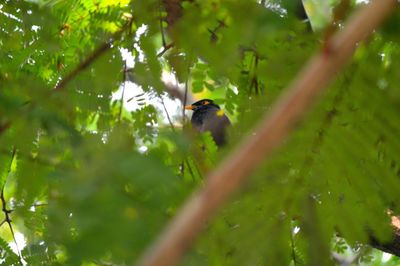 Low angle view of bird perching on branch