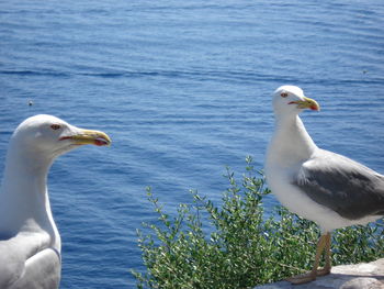 View of birds in water