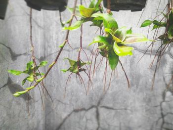 Close-up of plant
