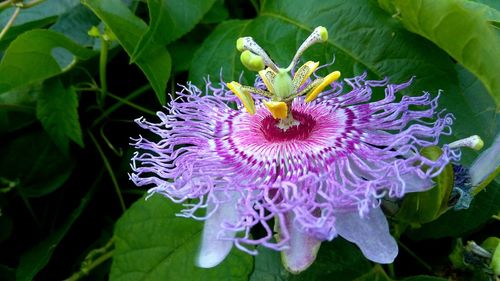 Close-up of purple flower in bloom