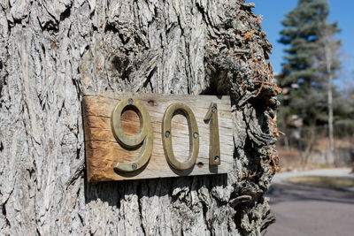 Close-up of tree trunk