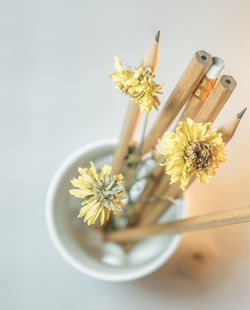 Close-up of yellow daisy flowers