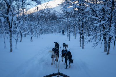 Dogs pulling sled through snowy winter forest in norway. point of view.