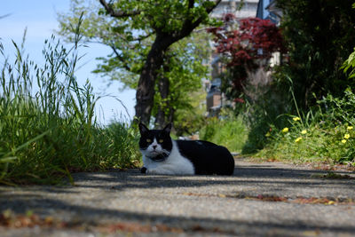 Portrait of cat sitting by plants