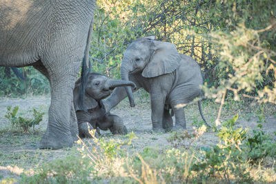 Elephants calves playing in forest