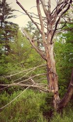 Trees in forest