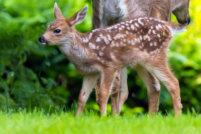 Close-up of deer